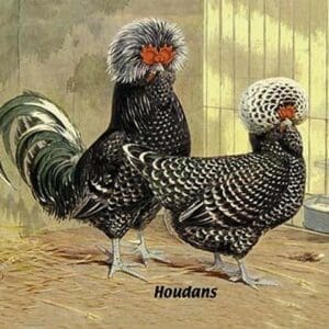 Houdans (Chickens) - Art Print