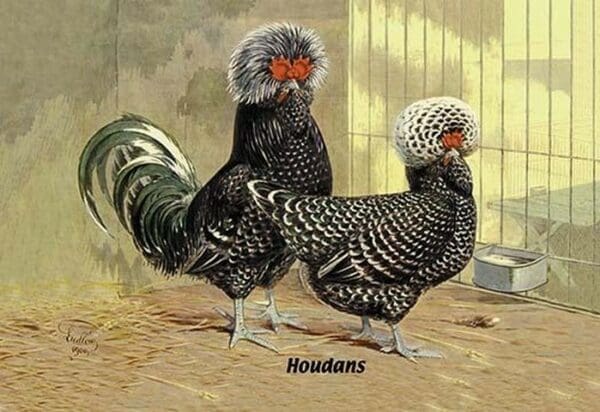 Houdans (Chickens) - Art Print