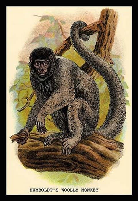 Humboldt's Woolly Monkey by G.R. Waterhouse - Art Print