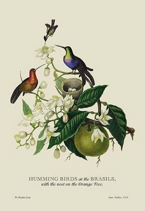 Humming Birds at the Brasils by J. Forbes - Art Print