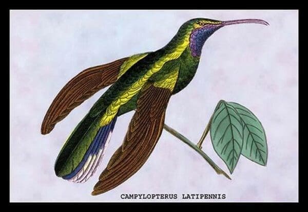 Hummingbird: Campylopterus Latipennis by Sir William Jardine - Art Print