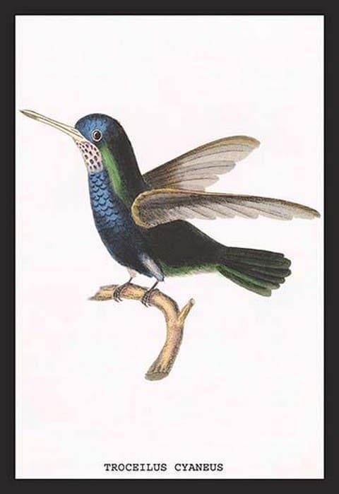 Hummingbird: Troceilus Cyaneus by Sir William Jardine - Art Print