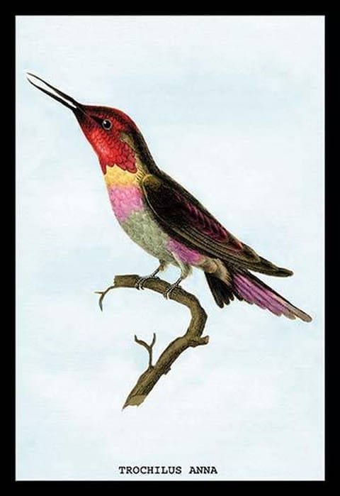 Hummingbird: Trochilus Anna by Sir William Jardine - Art Print