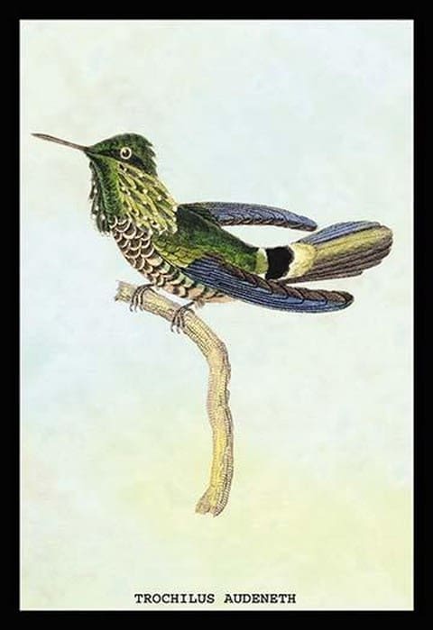 Hummingbird: Trochilus Audeneth by Sir William Jardine - Art Print