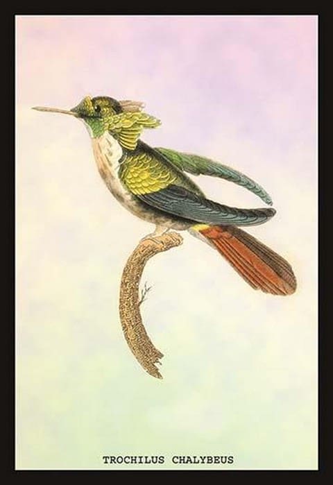 Hummingbird: Trochilus Chalybeus by Sir William Jardine - Art Print