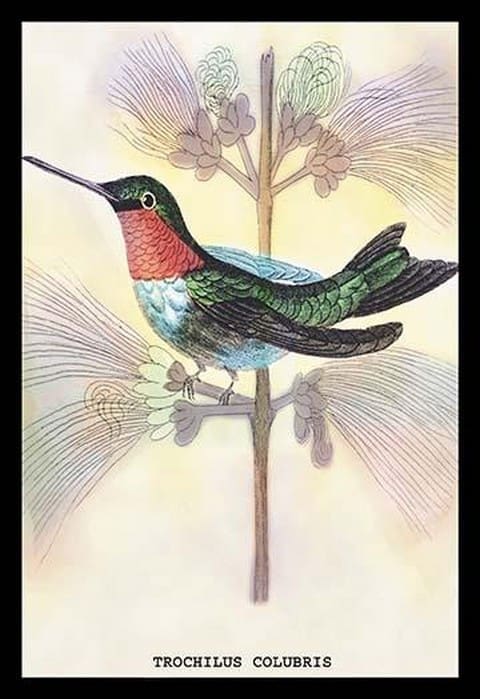 Hummingbird: Trochilus Colubris by Sir William Jardine - Art Print