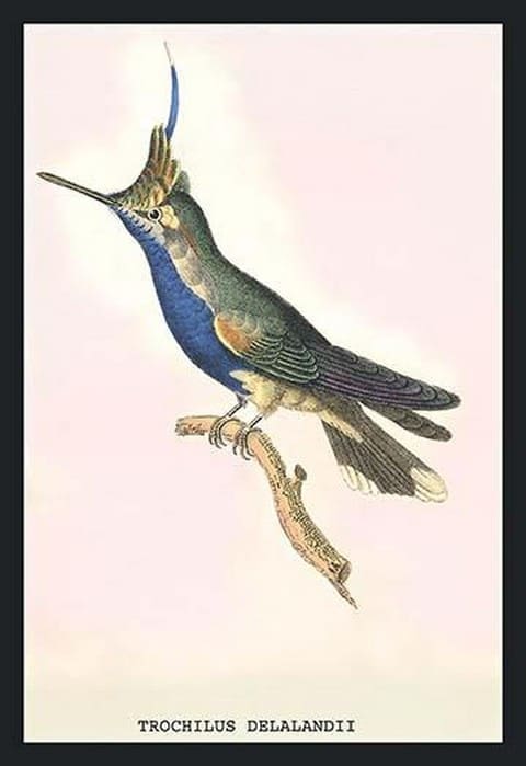 Hummingbird: Trochilus Delandii by Sir William Jardine - Art Print