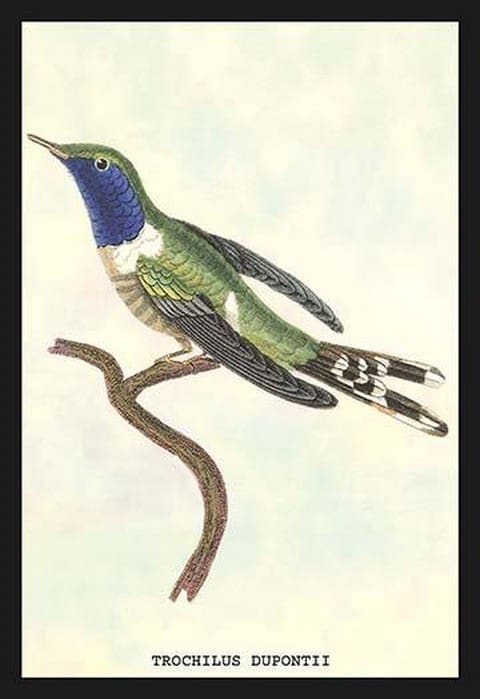 Hummingbird: Trochilus Dupontii by Sir William Jardine - Art Print