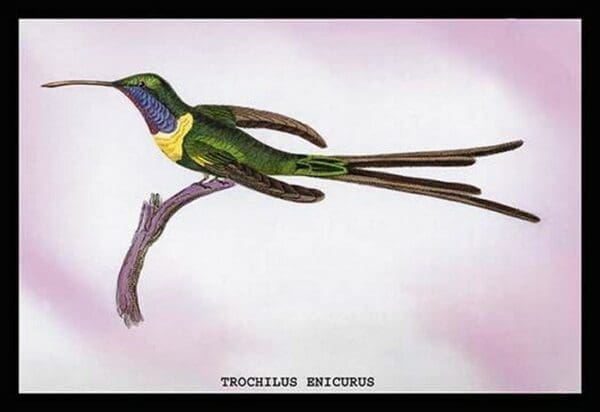 Hummingbird: Trochilus Enicurus by Sir William Jardine - Art Print