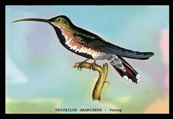 Hummingbird: Trochilus Gramineus - Young by Sir William Jardine - Art Print