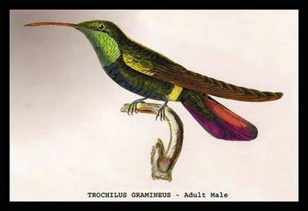 Hummingbird: Trochilus Gramineus by Sir William Jardine - Art Print