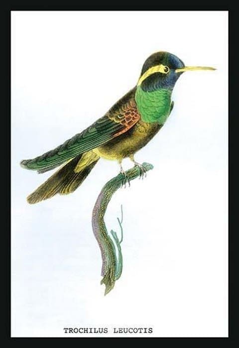 Hummingbird: Trochilus Leucotis by Sir William Jardine - Art Print