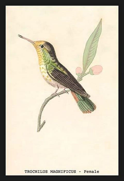 Hummingbird: Trochilus Magnificus - Female by Sir William Jardine - Art Print