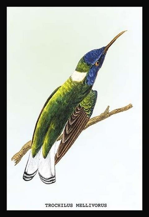 Hummingbird: Trochilus Mellivorous by Sir William Jardine - Art Print