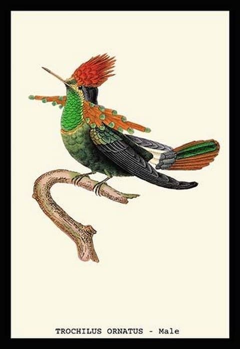 Hummingbird: Trochilus Ornatus - Male by Sir William Jardine - Art Print