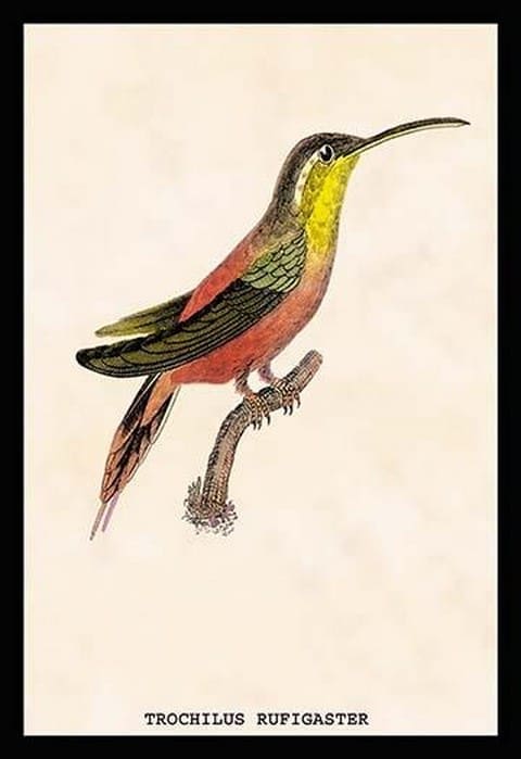 Hummingbird: Trochilus Rufigaster by Sir William Jardine - Art Print