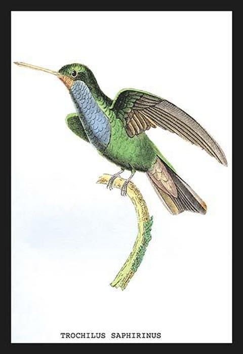 Hummingbird: Trochilus Saphirinus by Sir William Jardine - Art Print