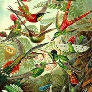 Hummingbirds by Ernst Haeckel - Art Print