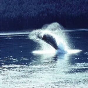 Humpback whale breaching by Cmdr. John Bortniak - Art Print