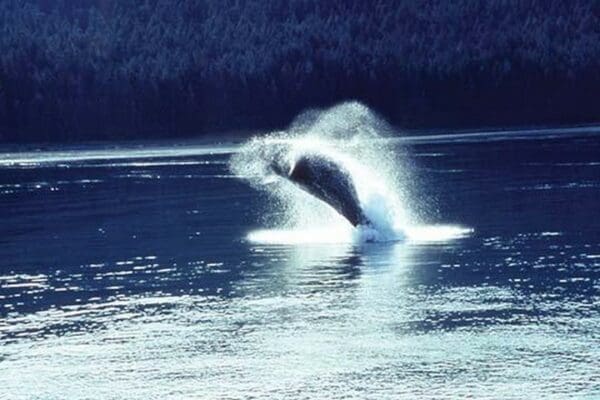 Humpback whale breaching by Cmdr. John Bortniak - Art Print