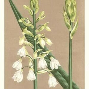 Hyacinth by Louis Benoit Van Houtte - Art Print