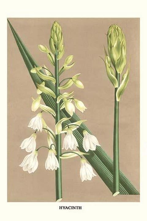 Hyacinth by Louis Benoit Van Houtte - Art Print