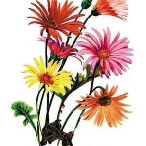 Hybrid Gerbera - Art Print