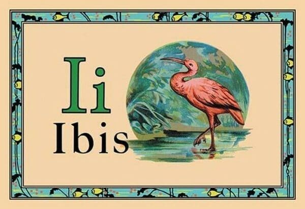 Ibis - Art Print