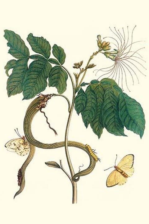 Ice Cream Bean with Apricot Sulphur Butterfly by Maria Sibylla Merian - Art Print