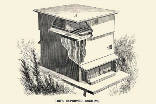 Ide's Improved Beehive - Art Print