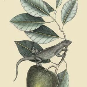 Iguana by Mark Catesby #2 - Art Print