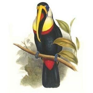 Inca or white throated Toucan by John Gould - Art Print