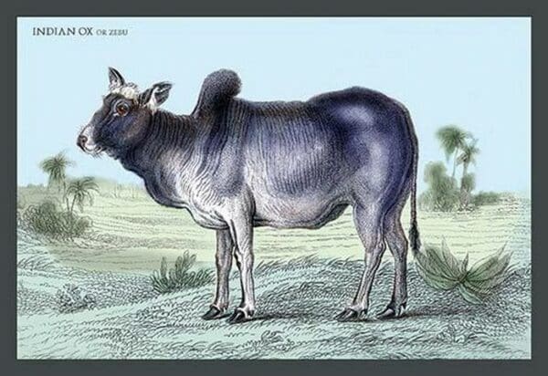 Indian Ox