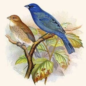 Indigo Bunting by Frederick William Frohawk #2 - Art Print