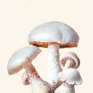 Inoloma Mushrooms By Edmund Michael - Art Print