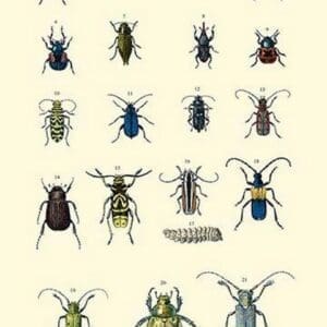 Insect Study #2 - Art Print