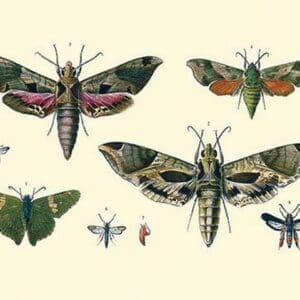 Insect Study #5 - Art Print