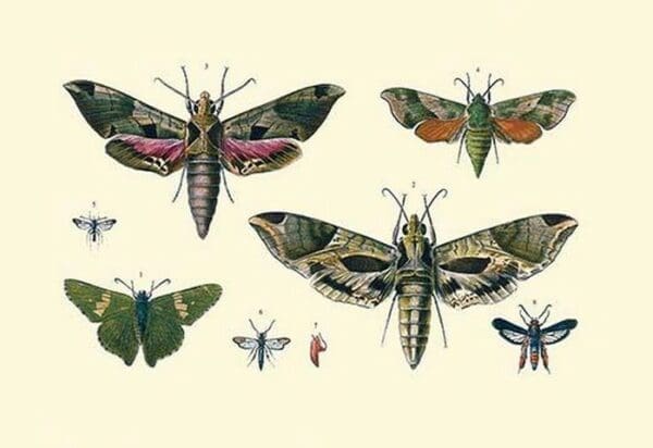 Insect Study #5 - Art Print