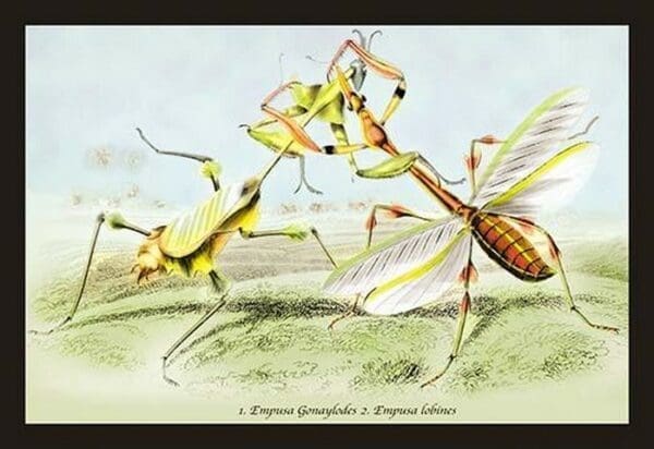 Insects: Empusa Gonaylodes and E. Lobines by James Duncan - Art Print