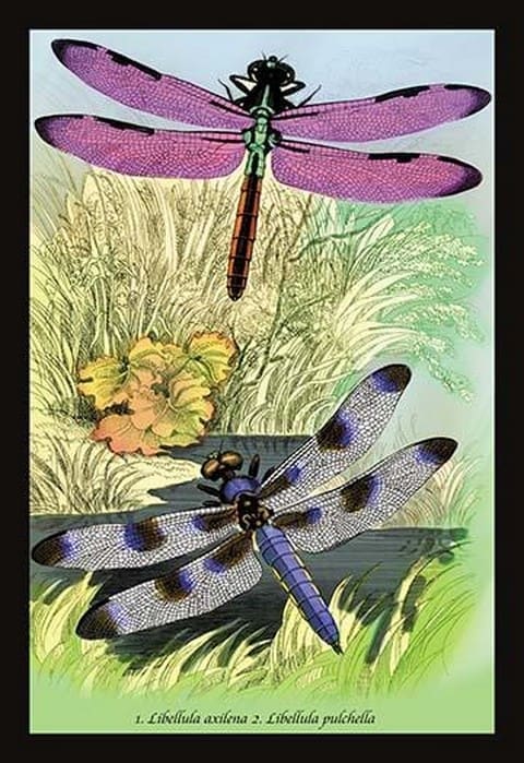 Insects: Libellula Axilena and L. Pulchella by James Duncan - Art Print