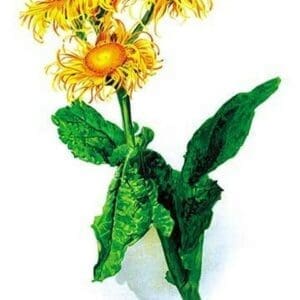 Inula Roylei by H.G. Moon - Art Print