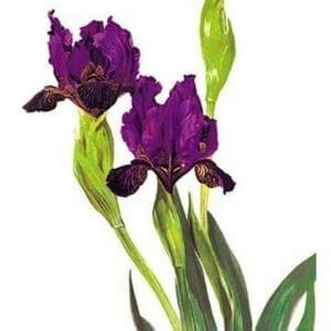 Iris Hybrid - Art Print