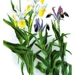 Iris Species - Art Print