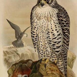 Island Falcon - Adult by John Gould - Art Print