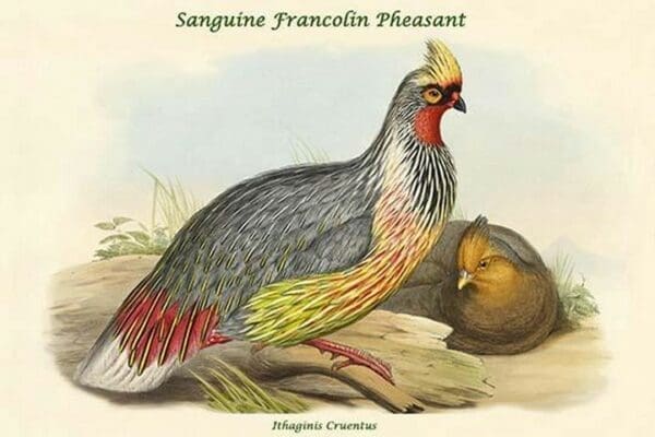 Ithaginis Cruentus - Sanguine Francolin Pheasant by John Gould - Art Print