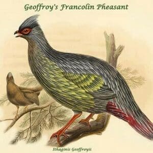 Ithaginis Geoffroyii - Geoffroy's Francolin Pheasant by John Gould - Art Print