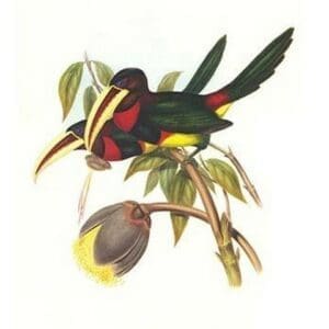 Ivory Billed Aracari by John Gould - Art Print