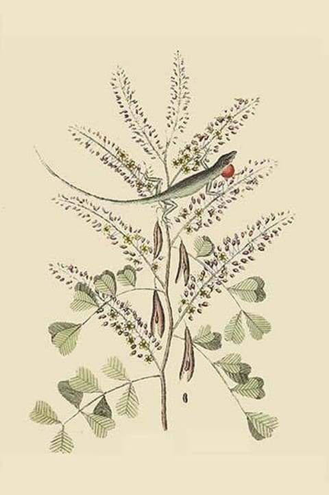 Jamaican Green Lizard by Mark Catesby - Art Print