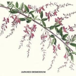 Japanese Desmodium by Louis Benoit Van Houtte - Art Print