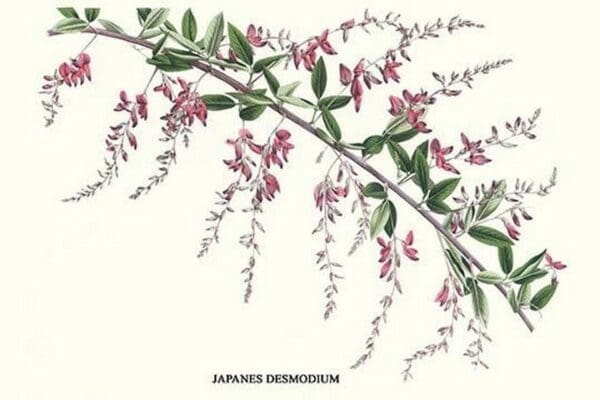 Japanese Desmodium by Louis Benoit Van Houtte - Art Print